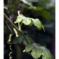 alun-alun-nikonian---part-14