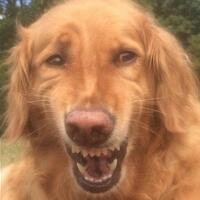 maxdona-anjing-peniru-gaya-madona