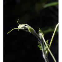 alun-alun-nikonian---part-14