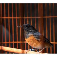 alun-alun-nikonian---part-14