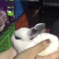 rcc-rabbit-lover---part-3