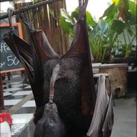 sosiolog-dimana-komisi-asn-ketika-ahok-hampir-setiap-minggu-mencopot-pejabat-dki