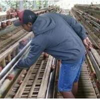 curhat-peternak-sering-dituduh-bikin-harga-telur-dan-ayam-mahal
