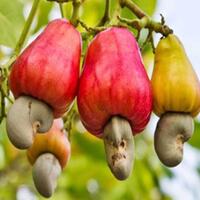 4-buah-jadi--jadian-banyak-manfaat