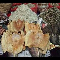 jenis-hewan-laut-yang-diasinkan