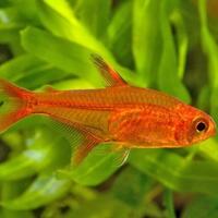 10-ikan-aquascaping-terbaik