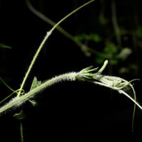 alun-alun-nikonian---part-14