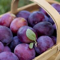 5-manfaat-sehat-buah-plum-yang-wajib-kamu-ketahui