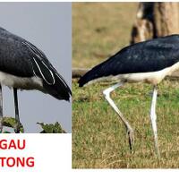 bangau-tong-tong-burung-yang-kepalanya-tidak-tumbuh-bulu