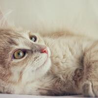 mencuri-hingga-membunuh-ini-5-kasus-kriminal-yang-pelakunya-binatang