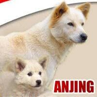 pintarnya-anjing-kintamani-ras-asli-indonesia