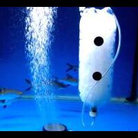 new--freshwater-fish-lounge---part-3