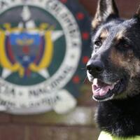 terdengar-aneh-tapi-nyata-4-hewan-ini-jadi-target-ancaman-pembunuhan