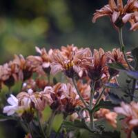 kavling-fujifilm-reborn---part-1