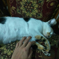 7-hal-yang-dibenci-kucing-dari-majikannya-pecinta-kucing-masuk