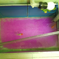 pecinta-ikan-komet-masuk-sini---part-1