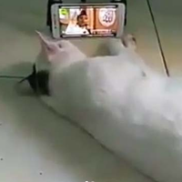 video-saat-kucing-suka-video-ceramah-uas