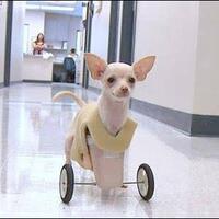 kenalan-sama-roux-si-kucing-quotkangguruquot