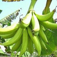 dibutuhkan-5-investor-pertanian-pisang-tanduk