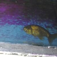 pecinta-ikan-komet-masuk-sini---part-1