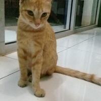 kenalan-sama-roux-si-kucing-quotkangguruquot