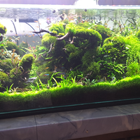 aquascape-for-everyone-learning-and-sharing---part-3