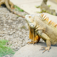 new-pendopo-sony-alpha---part-2