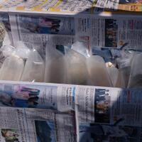 polisi-gagalkan-upaya-penyelundupan-ratusan-ribu-bibit-lobster