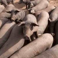 populasi-babi-melebihi-manusia-di-spanyol-pemerintah-khawatirkan-dampaknya