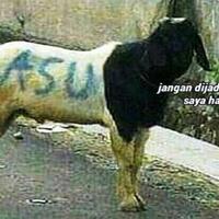 ngakak-takut-disembelih-begini-cara-hewan-kurban-mengelabui-tuannya