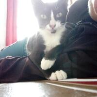 sedihnya-ditinggal-mati-kucing-kesayangan