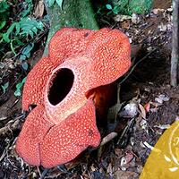 sederet-tanaman-kita-yang-hampir-punah-gan-tt