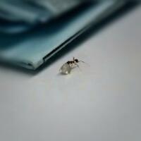 pencuri-berlian-terkecil-di-dunia