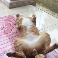 jangan-pelihara-slow-loris-gan-saya-aja-kapok-quot