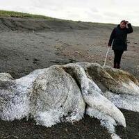 warga-rusia-dikejutkan-penemuan-makhluk-aneh-terdampar-di-pantai-kayaknya-alien-nih