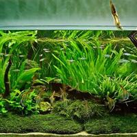 10-jenis-tanaman-hias-aquarium