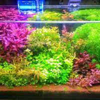 10-jenis-tanaman-hias-aquarium