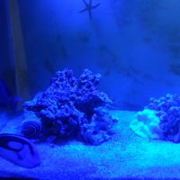 10-jenis-tanaman-hias-aquarium