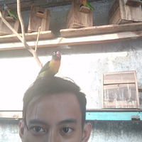 lovebird-lovers---part-1