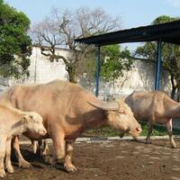 kerbau-milik-kiai-slamet-diarak-1-muharam-dianggap-sakti-hingga-kutunya-dicari-orang