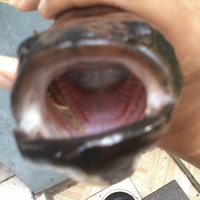 new--freshwater-fish-lounge---part-3