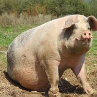 babi-hingga-kuda-ini-5-hewan-yang-diyakini-membawa-keberuntungan