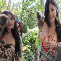 semut-hingga-gurita-6-hewan-yang-dianggap-paling-cerdas-di-muka-bumi