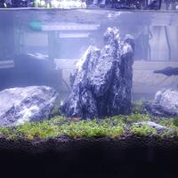 aquascape-for-everyone-learning-and-sharing---part-3