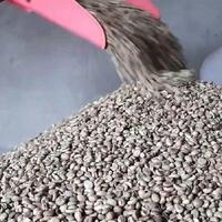 dolar-as--ngamuk--petani-kopi-garut-justru-ketiban-untung