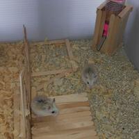 new-hamster-lovers---part-3