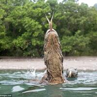 fotografer-ini-nyaris-jadi-santapan-dua-komodo