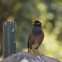 new-pendopo-sony-alpha---part-2