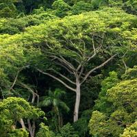 filantrop-dunia-sumbang-rp-6-t-buat-lindungi-hutan-termasuk-di-ri