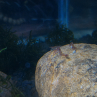 all-about-shrimp-red-cherry-red-bee-black-bee-neocaridina-caridina-dll